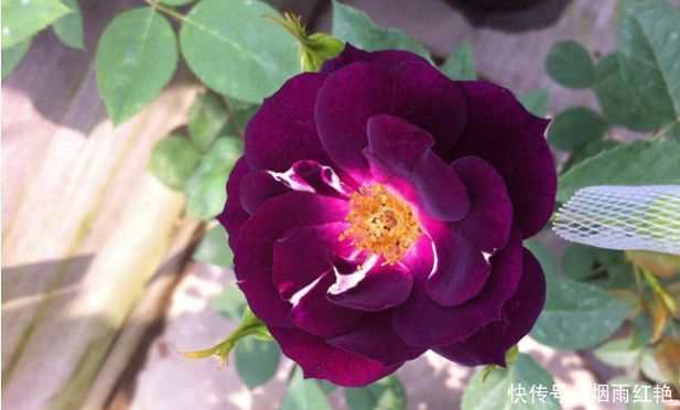 4款花卉养在家里,便宜又好养,简单易成活,颜值超高的