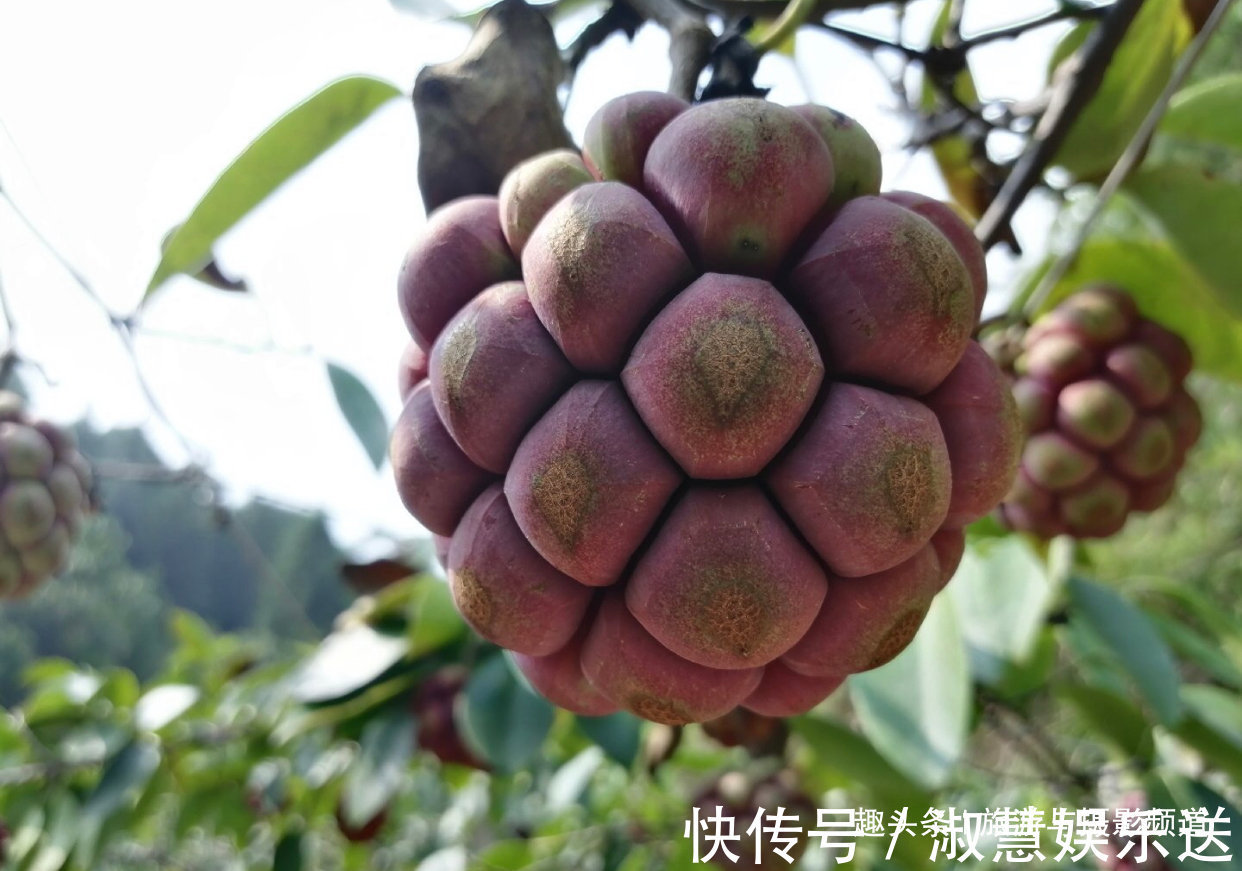 果实|海贼王里面恶魔果实,现实中真的存在 超市就买得到128元一个