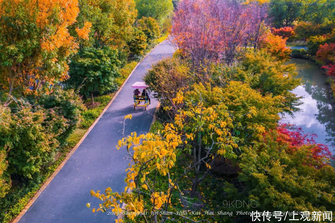 花开海上秀|金山这里的红叶都“疯”了，还不快去打卡这片“红海”