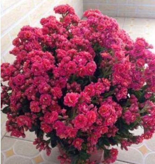 家养这些植物,阳台开出花海,花色繁多易爆盆,娇艳欲滴