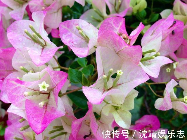 绿叶|养殖三角梅掌握几点诀窍，轻松解决不开花的问题
