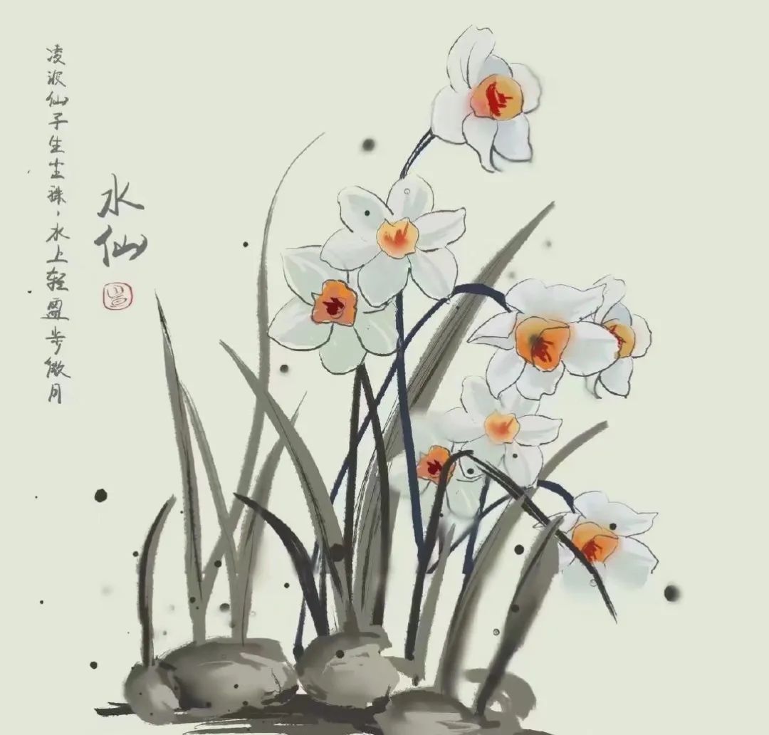 桃花岛水仙花正开|普陀冬日| 桃花岛