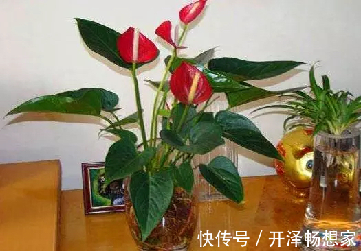 秋天养红掌，老花匠教你3个字，一朵花开3月，叶子油绿翠亮