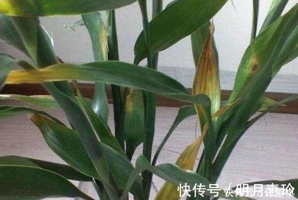 富贵竹|只用1招，家里发黄的盆栽很快变的绿油油，轻松爆盆
