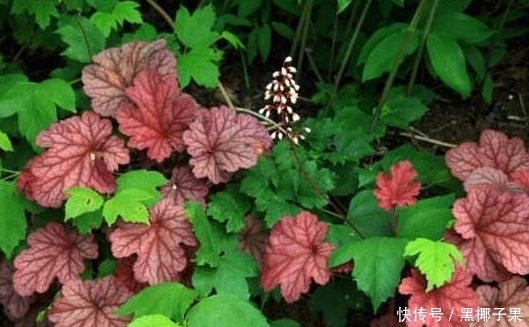 四种耐干旱的植物,懒人也能养好,赶紧看看吧