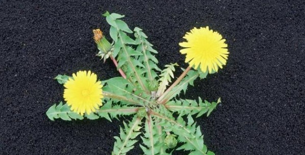 女人|女人“短命”,通常有3个特征,如果没有,说明比较健康