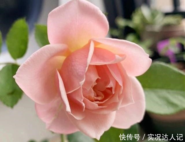 “蚜虫”铺满了月季,拿什么消灭教你4个小方法,很快就消灭光!