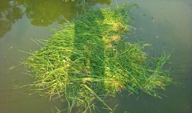 别把钓草鱼看的那么难,做到这几点,连竿中鱼如若等闲