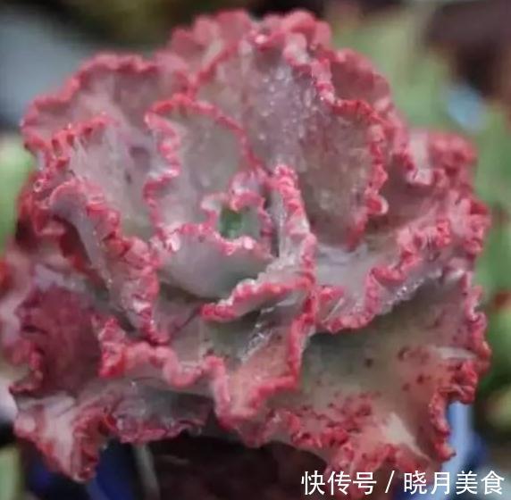 养护多肉9大忌,看看你犯了哪一条