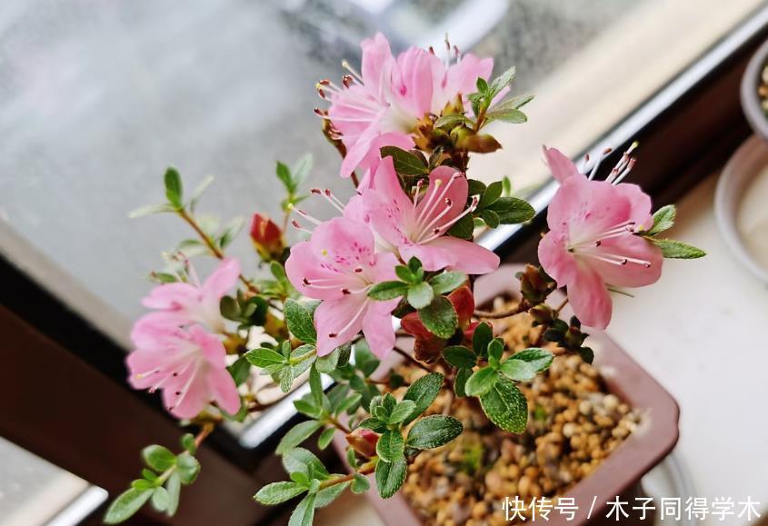 家庭中一些常见的东西,拿来养花是“宝贝”,效果不比买的肥料差