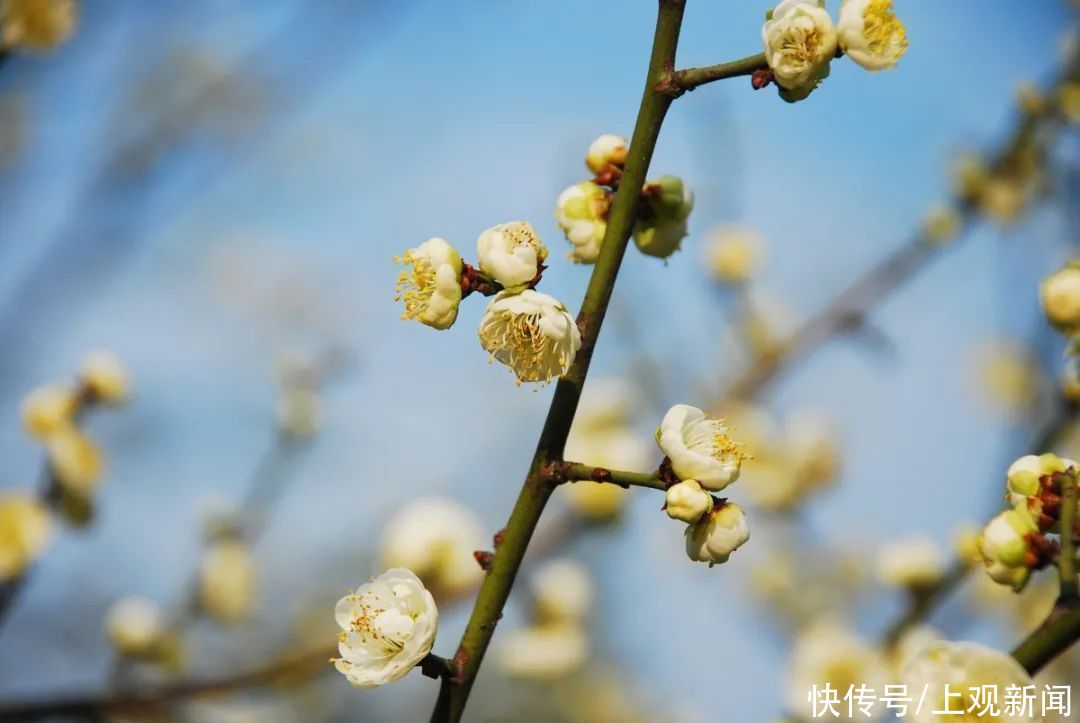 走进|梅开五福！普陀这里简直“美爆了”
