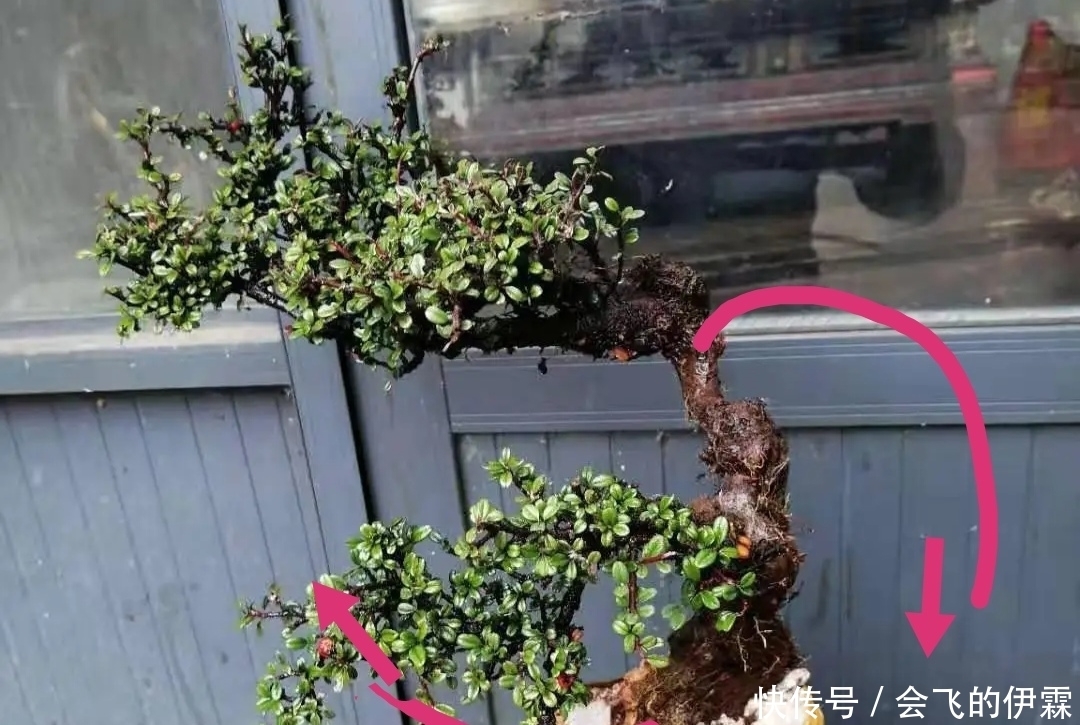 没有正确的取势,无法确定盆景造型,了解这3点,可选最佳造型