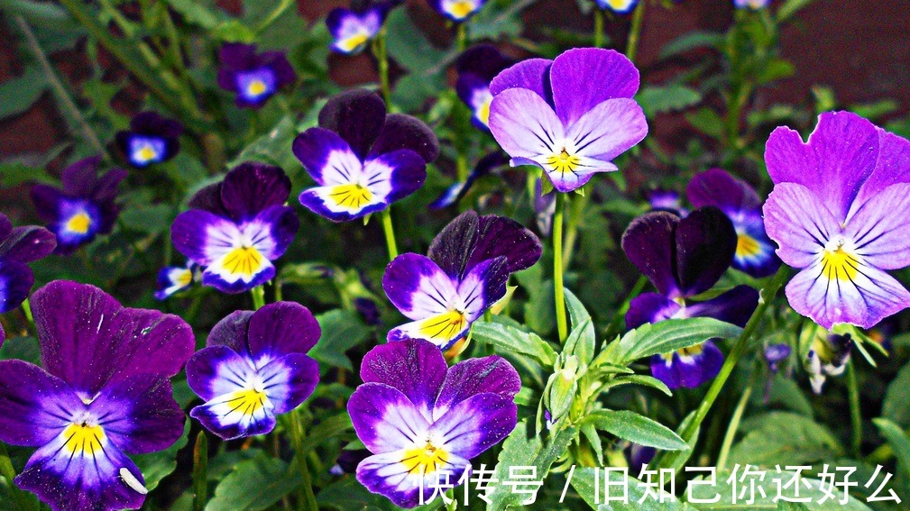 三色堇|此花是一种代表了美丽的花,也是对严防的思念,就像是猫脸一样