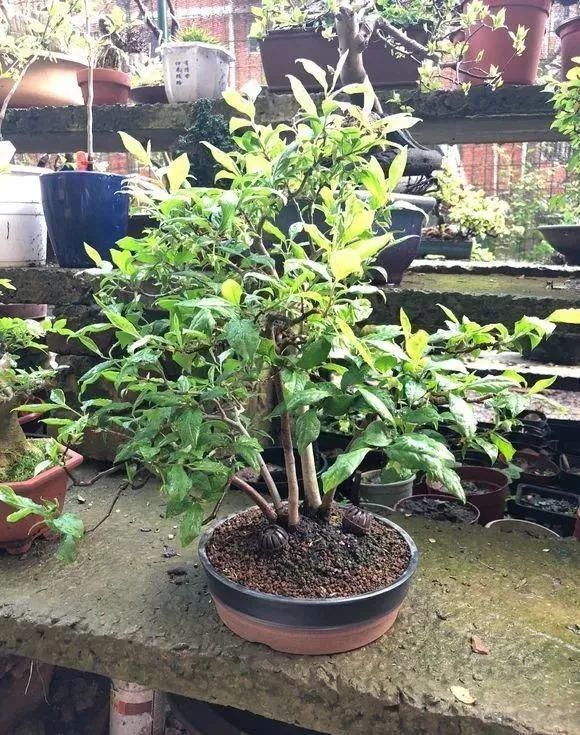 土壤板结|浇水有3个坏习惯,赶紧改,不然土壤板结像石块,花儿总烂根!