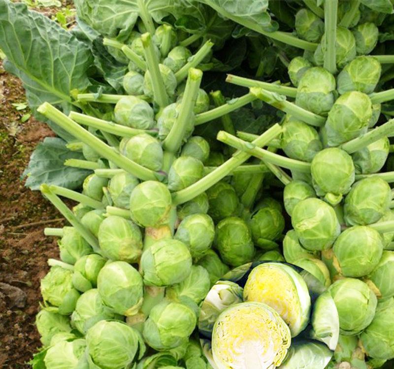 女性|女性要坚持吃三种食物，排毒养颜，延缓衰老，有益健康