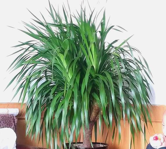 龙血树就要“惯”着养,满足“小爱好”,10年不烂叶,茂密油绿