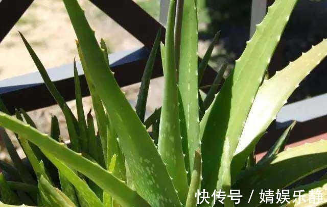 养芦荟,盆里浇一种“肥水”,侧芽不停冒,一年长满盆,又开花