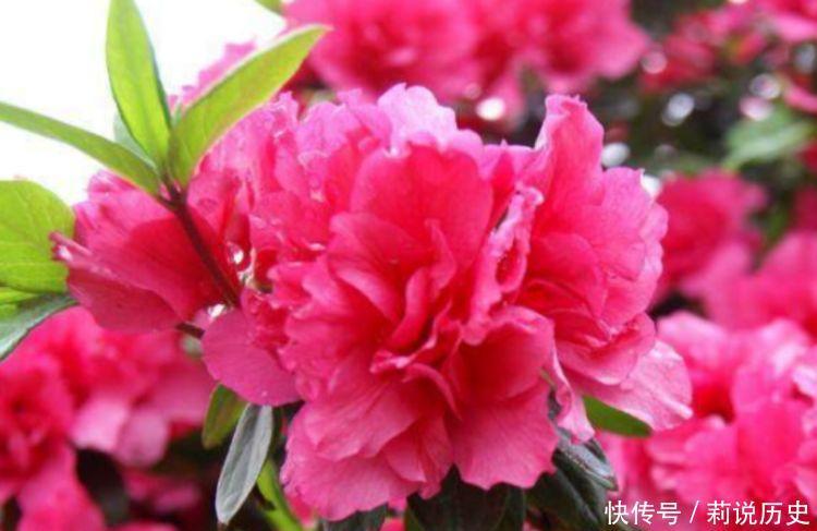 4种花美的出奇，花好看名好听，满树花朵漂亮极了