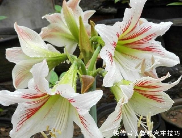 5种花将进入休眠期,在梦中度夏,睡醒有精力,开花多又艳!