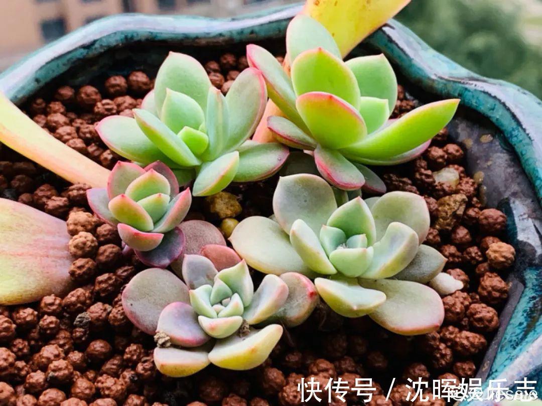 非洲堇|这花送人,只用送一片叶子,插土就活不心疼!