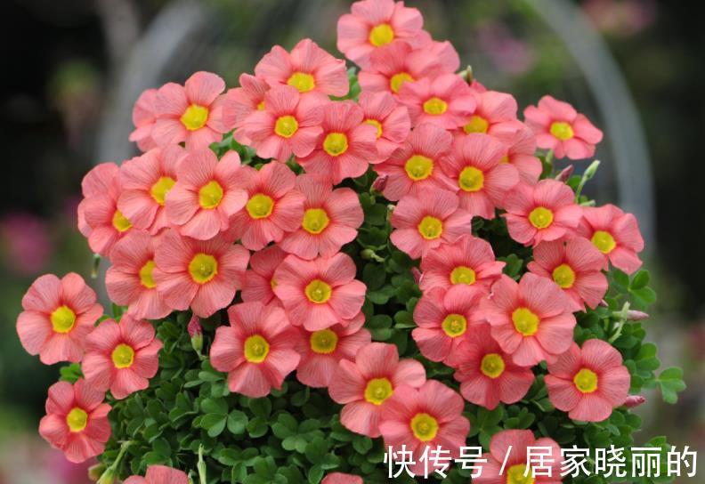 长势|9月扦插5种花,15天呼呼长新根新芽,入冬开出层叠群花
