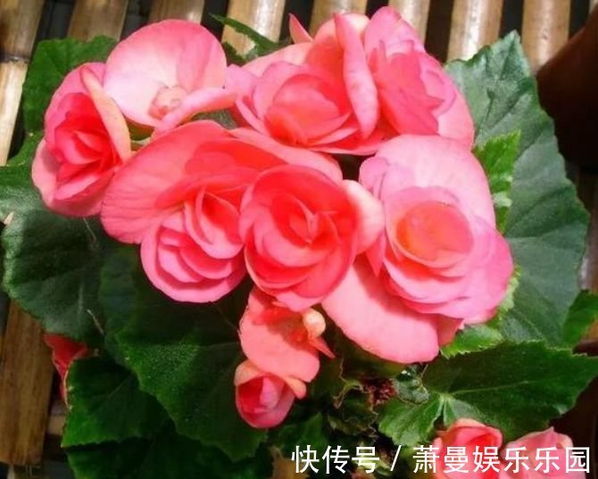 长春花|二月初二,家中养上4种“富贵花”,开花吉祥又喜庆,时来运转