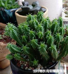 叶片|4种漂亮多肉,怕冷难过冬,新手要慎选,来年开春再养也不迟!