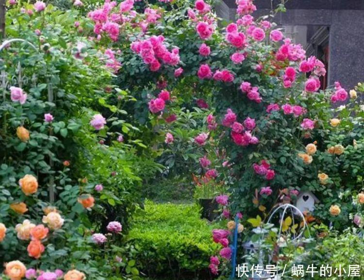  养花可以选个个花期长的，花大色艳，花姿妖娆，四季繁花似锦