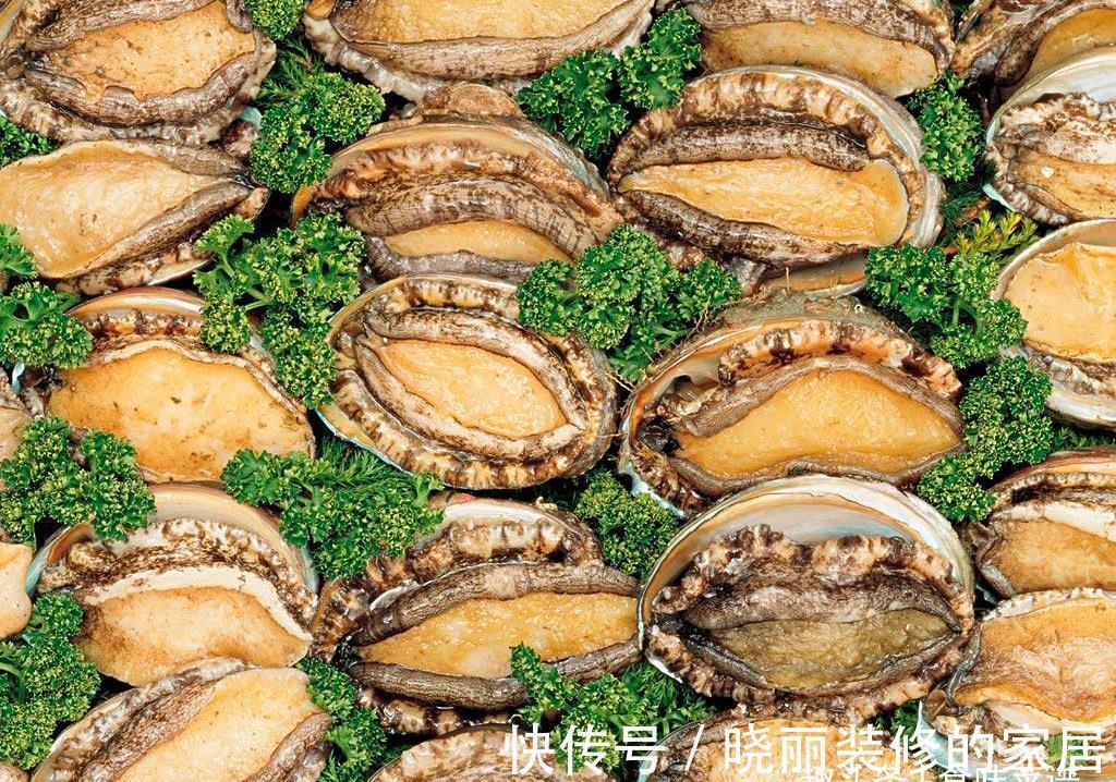 软体动物海洋常见种类有