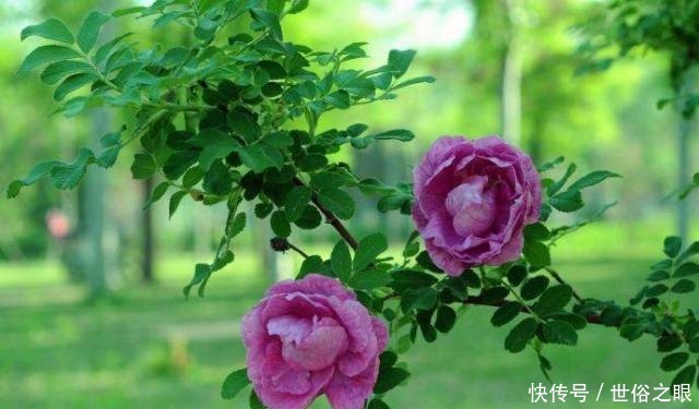 催人泪下|晏几道最深情的一首词,感人至深、催人泪下