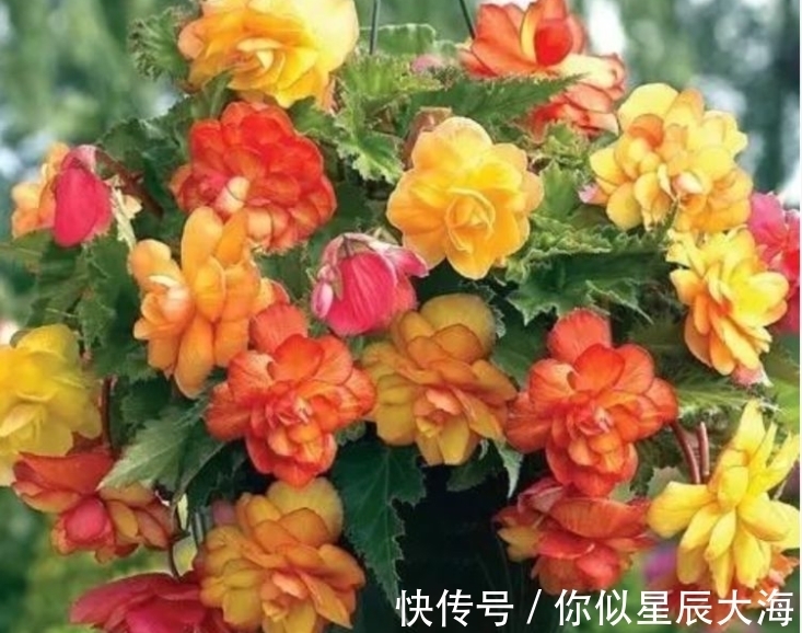 4种花养家里，空气1级棒，吸甲醛、杀病菌，还有助于睡眠！