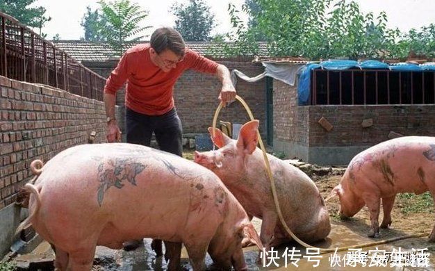 皮包|给活猪纹身后,一张猪皮卖70万,香奈儿高价买走做成限量款皮包