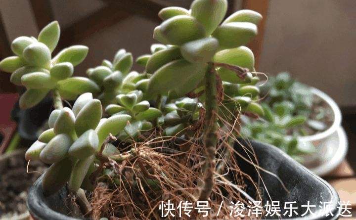 多肉长胡子了这是危险信号，赶紧挖出来看看！