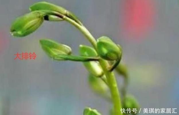  花蕾|兰花的小排铃、大排铃和转茎分别是什么？大的花蕾就是大排铃吗？