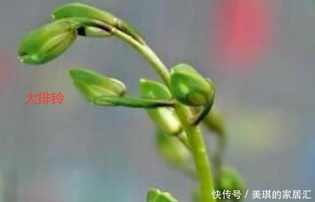 花蕾|兰花的小排铃、大排铃和转茎分别是什么?大的花蕾就是大排铃吗?
