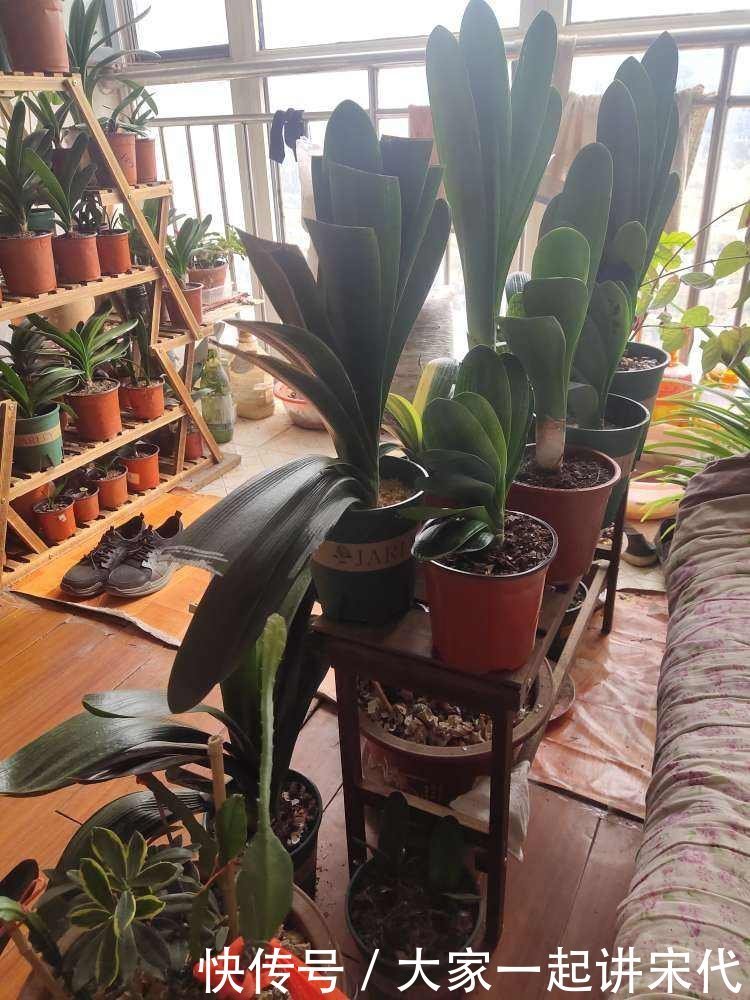 3种花枯萎了也别扔,砍一刀还能活,长出不少新芽