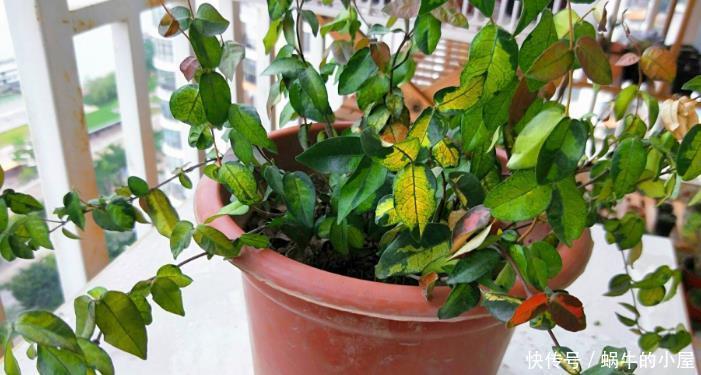 养殖|夏天,这4个地方不合适养花,该早点转移!