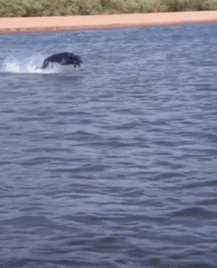 |搞笑GIF:太软了 妹子这腿是假的吧