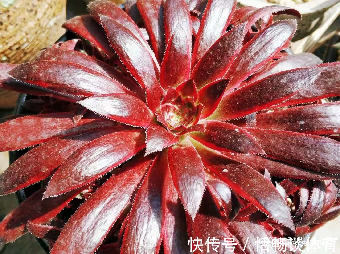 春夏之交带锦|春夏之交带锦的法师还可以露养吗?当然可以,不过要注意养护细节