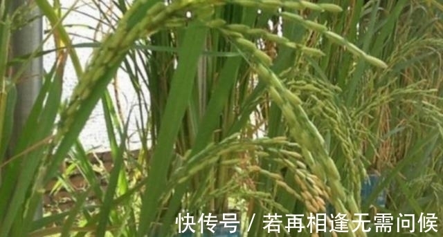 塑料瓶|7旬老人捡了1500个塑料瓶,在自家后院搭起菜园子,全自动管理