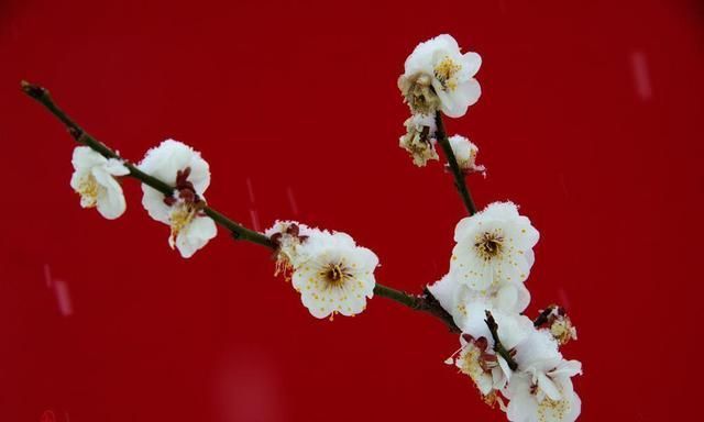 时之路#小寒时节，梅花清绝而生，一阙梅花词，感受辛弃疾与梅花的情缘