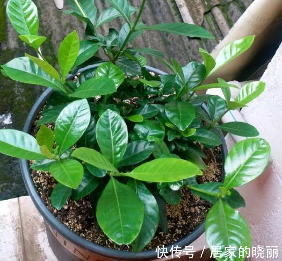 扦插|8月天气凉爽,5种花现在扦插正当时,生根快成活率高,适合新手