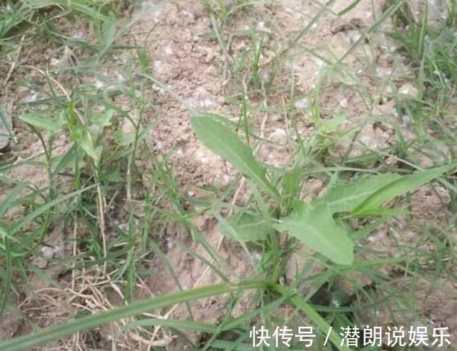 溶液|2种菜不要买了,含很多致癌物质,很多人不清楚,还在傻傻花钱买