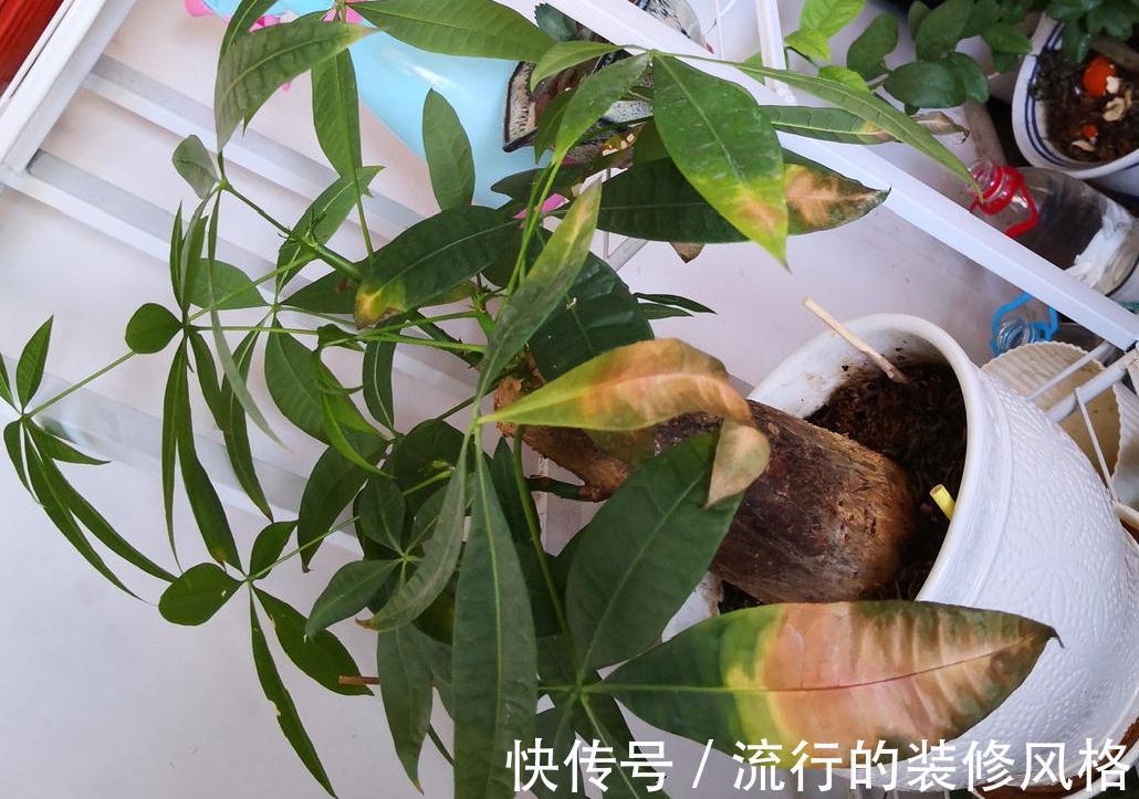 黄叶|养花“黑名单”实在太难养,心累