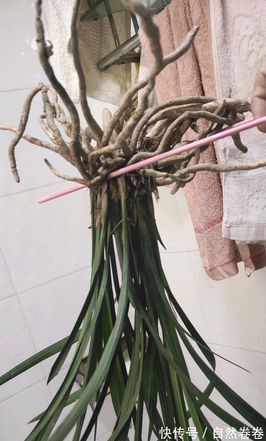 买的兰花烂根空根多，上盆能养活吗？退货太麻烦了