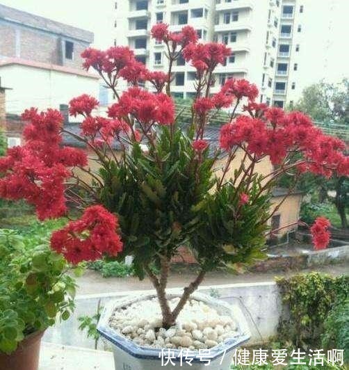 长寿花养5年,窜到一米八,三枝托九叉,开成花树,震撼全家!