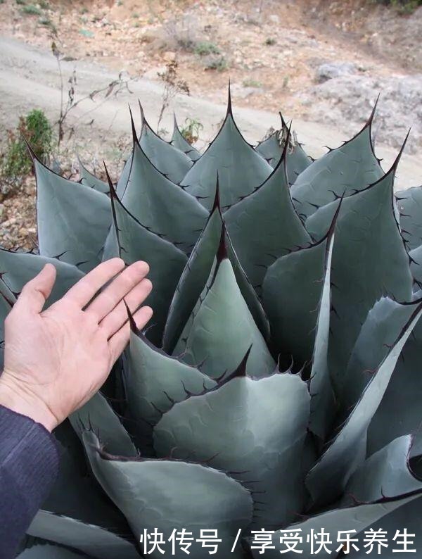 8种镇宅花,窗户边养一棵,霸气又镇宅!