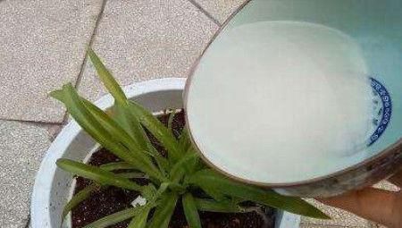 家家都有的1种水,用来养花,养啥都能轻松长满盆!