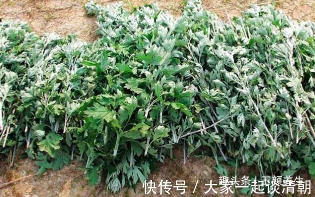 泡脚|立秋后女人睡前坚持用艾叶“泡脚”,坚持一周,2大好事不请自来