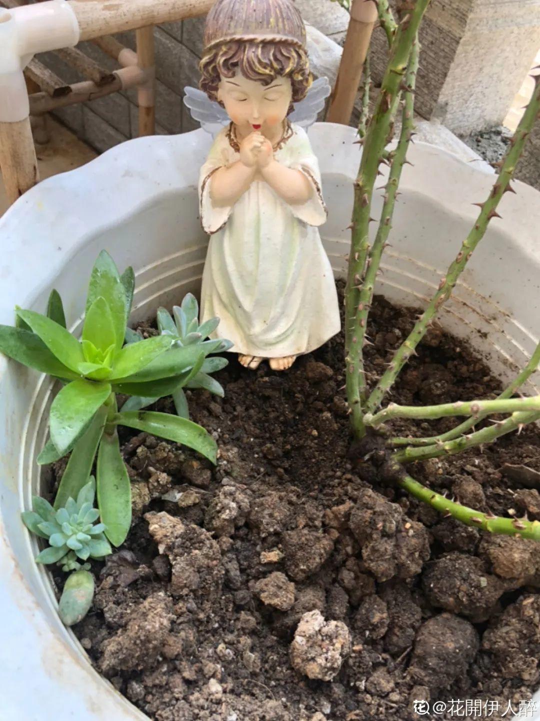 叶子|20种花，天凉了赶紧剪，来年开花有多又艳！